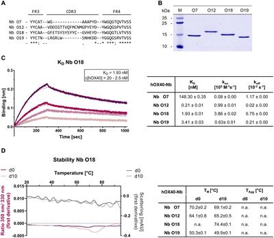 Making the effect visible – OX40 targeting nanobodies for in vivo imaging of activated T cells